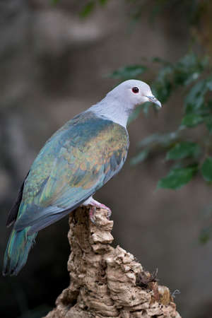 Dove Luzon bleedingheart  Gallicolumba luzonicaの写真素材