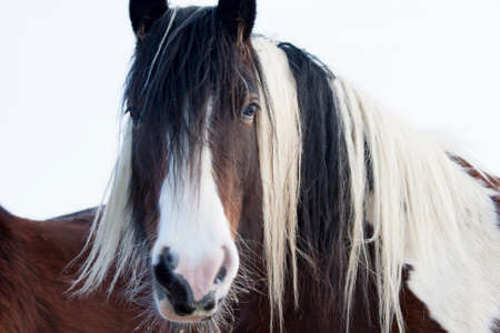 Horse close up eye contactの写真素材