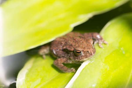 Frog on a green leafの写真素材
