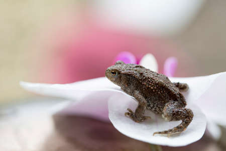 Frog on an orchid flower