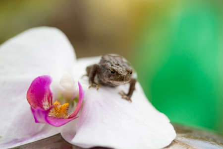 Frog on an orchid flower