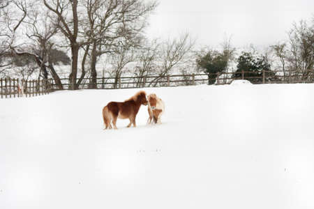 Little Shetland Ponies in the snowの写真素材