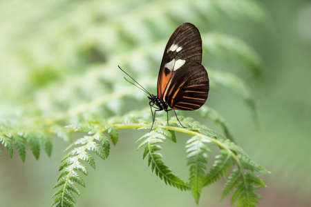 Tropical Butterfly resting on a green leafの写真素材
