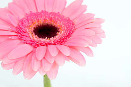 Pink Flower, gerbera isolatedの写真素材