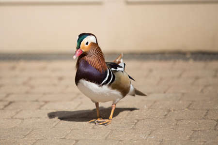 The mandarin duck (Aix galericulata)の写真素材