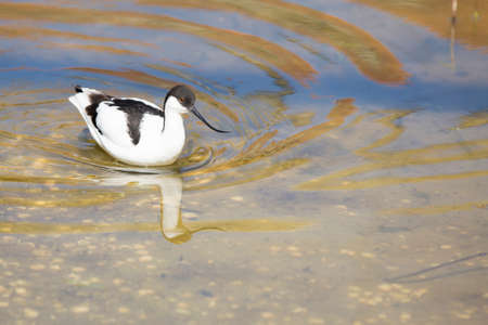 Avocet wading in water
