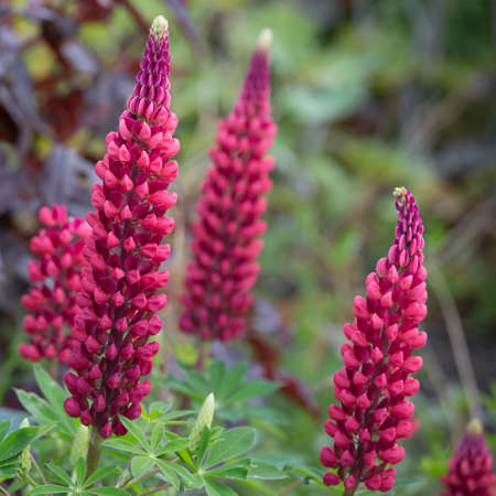 Red Spring Flowersの写真素材