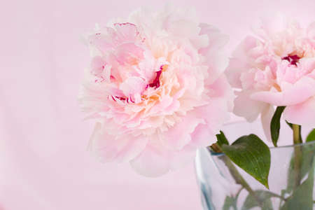 Pink Flowersの写真素材