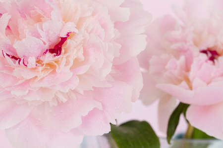 Pink Flowersの写真素材