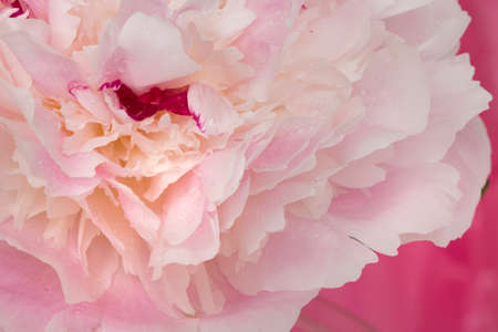 Pink Flowersの写真素材