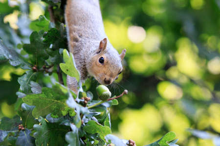 Grey Squirrel gathering acornsの写真素材