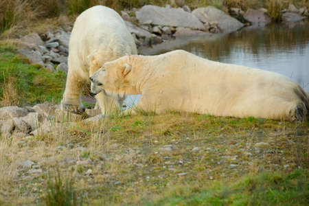 Two Polar Bearsの写真素材