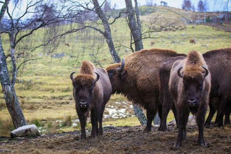 European Bison, bison bonasusの写真素材