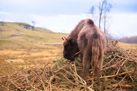European Bison, bison bonasusの写真素材