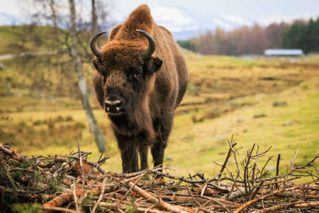 European Bison, bison bonasusの写真素材