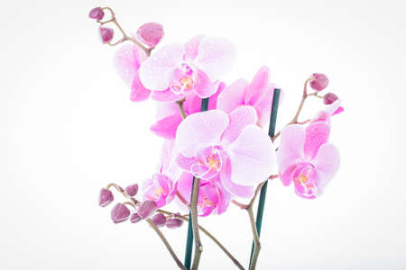 Pink Flowersの写真素材