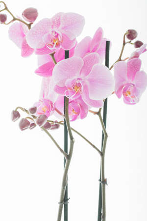 Pink flowersの写真素材