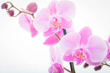Pink flowersの写真素材