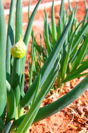 Onions blooming in spring garden.の写真素材