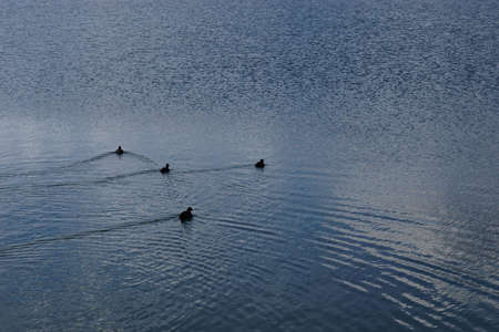 Four coots swimming in a lake.の写真素材