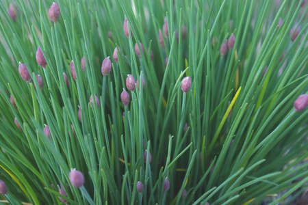 Fresh green chives blooming in spring garden.の写真素材