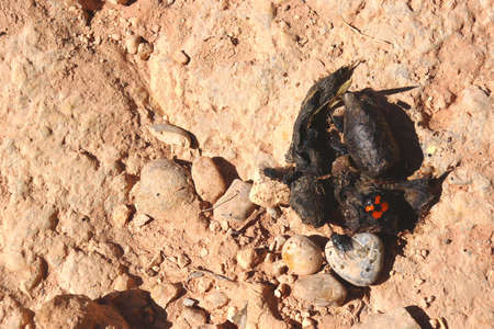 Beetles and flys on wild animal scat.の写真素材