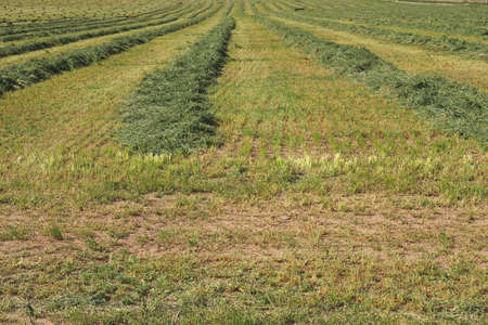 Windrows of cut hay ready for baling.