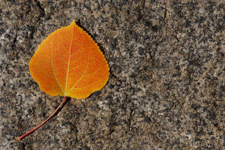 Bright orange aspen leaf on a chunck of granite.の写真素材