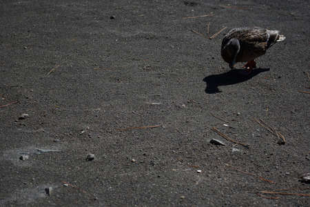 A lone duck walking on a gray sand beach.の写真素材