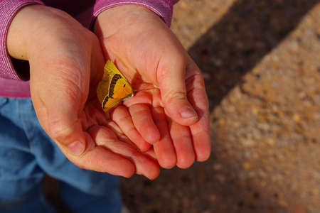 A small child holding a yellow butterfly.