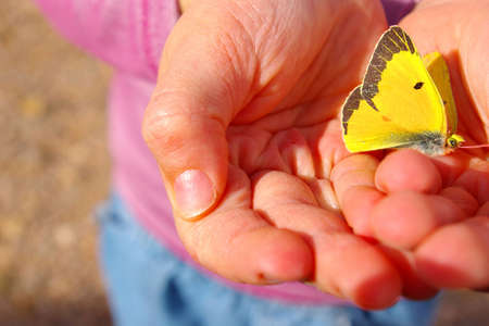 Small child holding a bright yellow butterfly.の写真素材