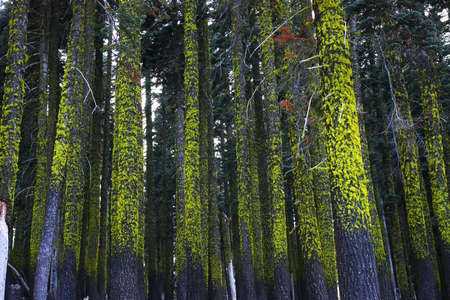 Dozens of trees in a dark forest covered by bright green moss.の写真素材