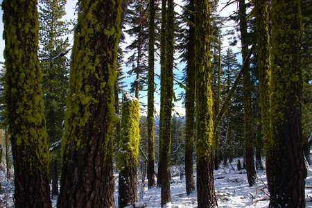 Thick green moss growing on pine bark in the forest.の写真素材