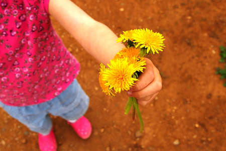 Small child giving away a clump of dandelion flowers.の写真素材