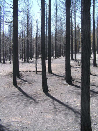 Black tree trunks in a burned forest.の写真素材