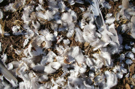 Pile of downy white feathers from a Mourning Dove.の写真素材