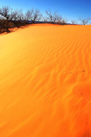 Sand dune glowing bright orange in the afternoon sun.の写真素材