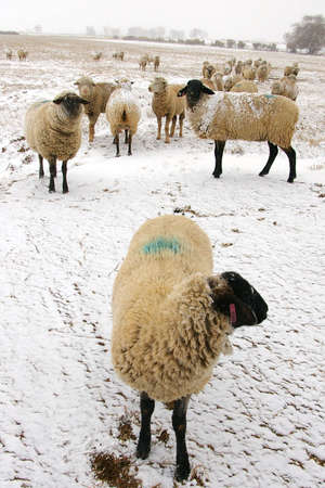 Herd of black and white sheep in a snow storm.