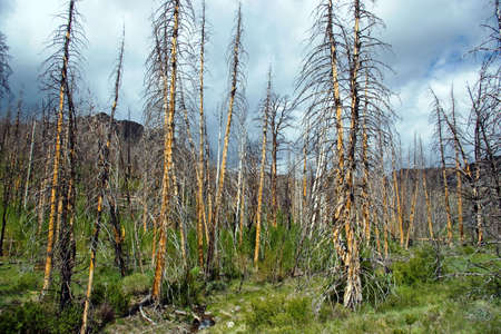 A burned forest of standing dead trees with new sprouts beginning to grow.