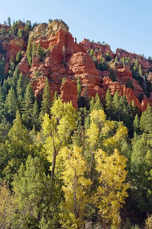 A wall of bright red sandstone with yellow cottonwood trees.の写真素材