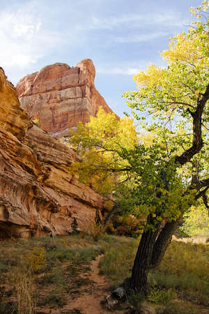 A foot trail and cottonwood tree beneath a canyon cliff in the light of the morning.の写真素材
