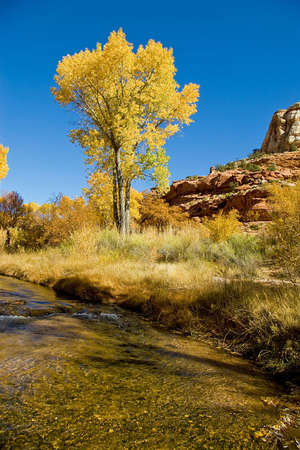 A clear desert river with a golden cottonwood.の写真素材