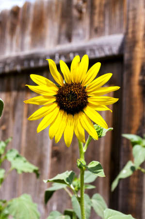 Bright yellow sunflower with wooden fence behind.の写真素材