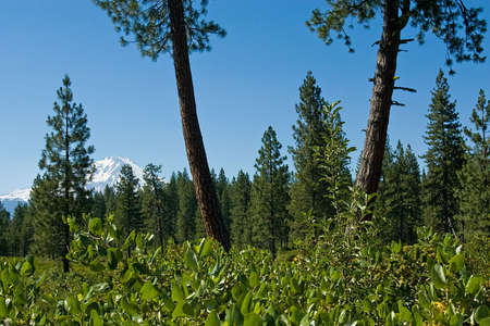 Snow capped peak in the distance with a dense pine forest in foreground.の写真素材