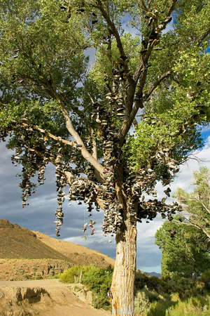 An old tree along the highway has been decorated with shoes.の写真素材