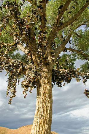 An old tree along the highway has been decorated with shoes.の写真素材