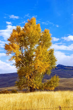 A bright yellow cottonwood in a pasture.の写真素材