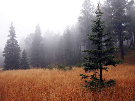 A small white spruce stands in a foggy meadow.の写真素材