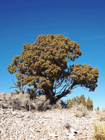 A single green juniper stands alone on a rocky ridge.の写真素材