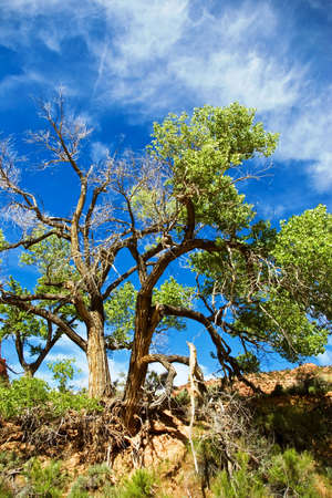 Two old cottonwood trees on the bank above a desert river.の写真素材